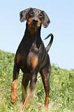 DOBERMANN 947